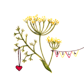 Dill – von Aussaat bis Fischgericht